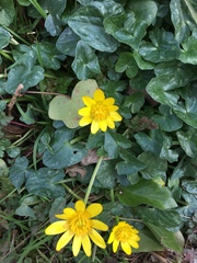 Ficaria verna