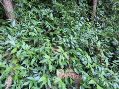 Elatostema involucratum