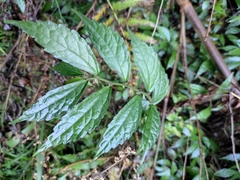 Elatostema involucratum