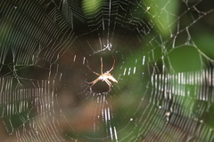 Micrathena sanctispiritus