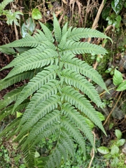 Dryopteris varia