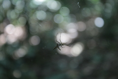 Micrathena sanctispiritus