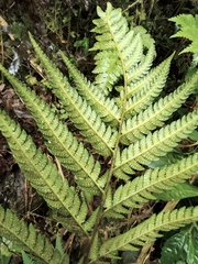 Dryopteris varia