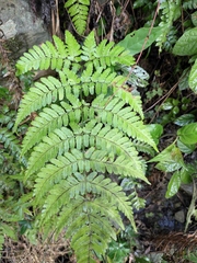 Dryopteris sparsa