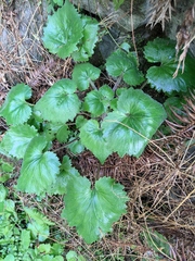 Sinosenecio oldhamianus