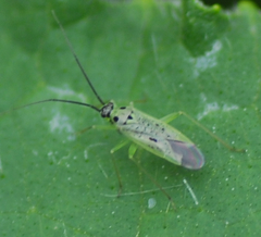 Ilnacora