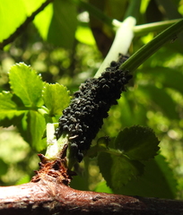 Aphis sambuci