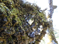 Dendrothele candida