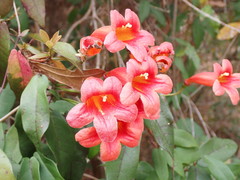 Bignonia capreolata image