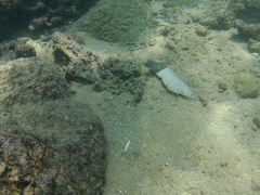 Sphoeroides lobatus