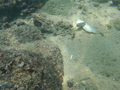 Sphoeroides lobatus