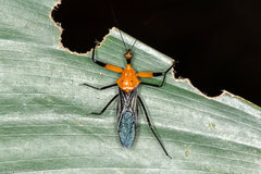 Acanthischium superbum