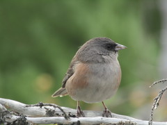 Junco insularis