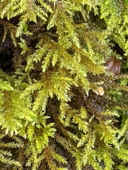 Thamnobryum