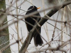 Turdus merula