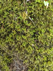 Thamnobryum
