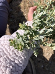 Atriplex glauca
