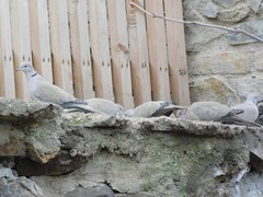 Streptopelia decaocto