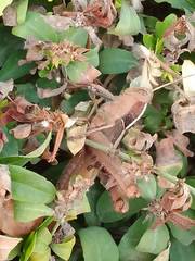 Acanthacris ruficornis