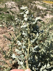 Atriplex glauca
