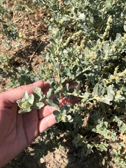 Atriplex glauca