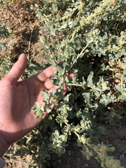 Atriplex glauca