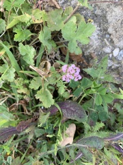 Centranthus calcitrapae