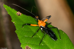 Acanthischium superbum