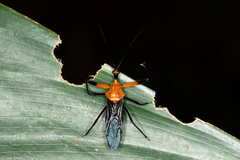 Acanthischium superbum