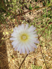 Malacothrix saxatilis tenuifolia