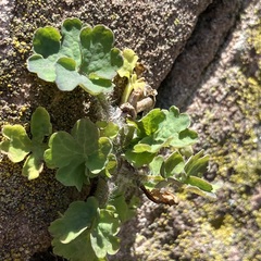 Chelidonium majus