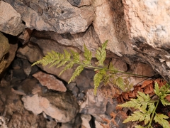 Asplenium adiantum-nigrum adiantum-nigrum