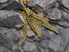 Asplenium trichomanes trichomanes
