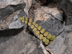 Asplenium trichomanes trichomanes