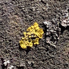 Xanthoria parietina