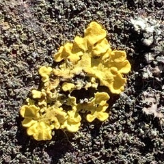 Xanthoria parietina