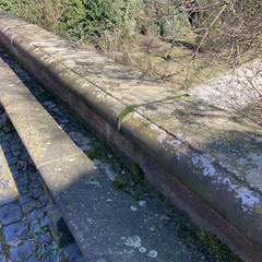 Ptychostomum capillare