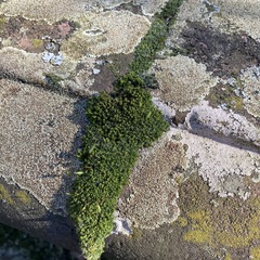 Ptychostomum capillare