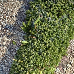 Ptychostomum capillare