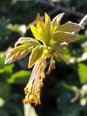 Acer negundo californicum