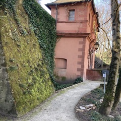 Asplenium trichomanes