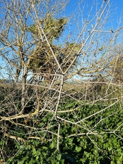 Acer negundo californicum