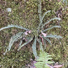 Asplenium trichomanes
