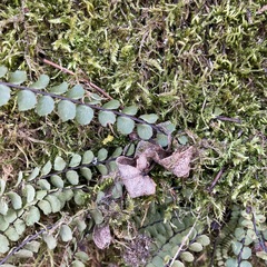 Asplenium trichomanes
