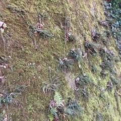 Asplenium trichomanes