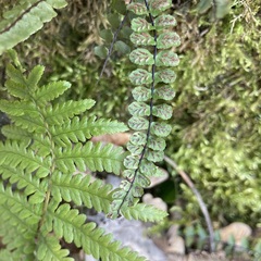 Asplenium trichomanes