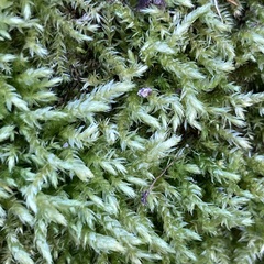 Brachythecium rutabulum