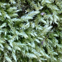 Brachythecium rutabulum