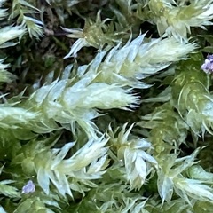 Brachythecium rutabulum