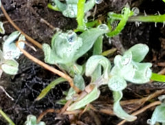 Psilocarphus brevissimus